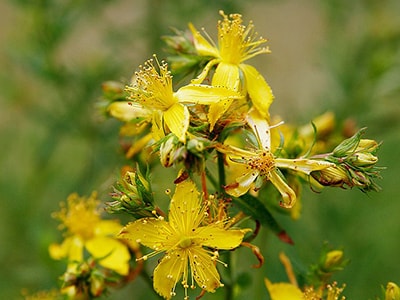 10 Summer Wildflowers that Make Powerful Herbal Remedies - St John's Wort