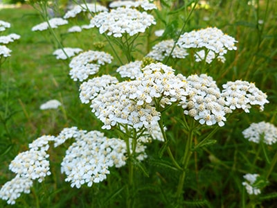 10 Summer Wildflowers that Make Powerful Herbal Remedies - Yarrow