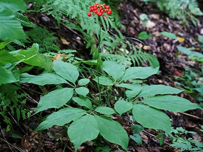 DIY Anti-Inflammatory Ginseng Shots- ginseng plant