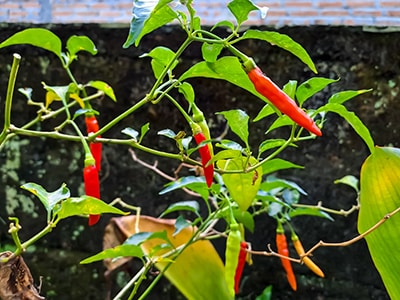 How To Grow Your Own Painkillers At Home- cayenne
