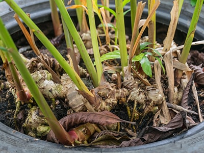 How To Grow Your Own Painkillers At Home- ginger