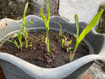 How To Grow Your Own Painkillers At Home- lemongrass