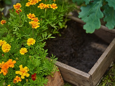 How To Grow Your Own Painkillers At Home- marigold