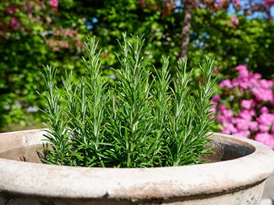 How To Grow Your Own Painkillers At Home- rosemary