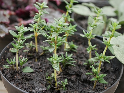 How To Grow Your Own Painkillers At Home- thyme