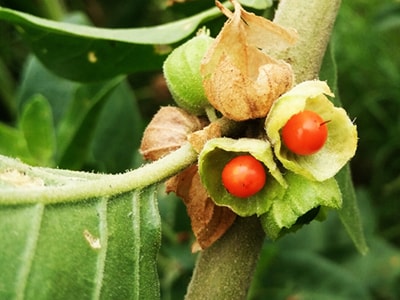 The Most Effective Antifungal Herbs and Spices- ashwagandha