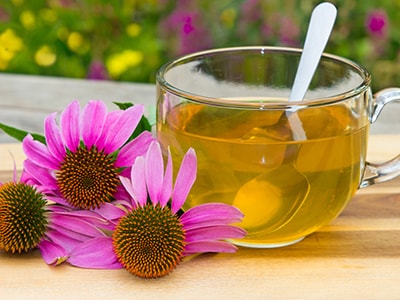 The Most Effective Antifungal Herbs and Spices- echinacea
