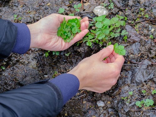 Watercress Broth to Strengthen Your Joints and Bones - foraging watercress