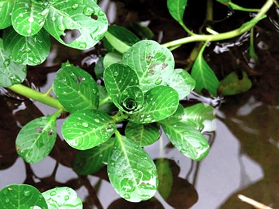 Watercress Broth to Strengthen Your Joints and Bones - watercress closeup