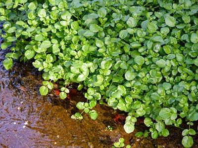 Watercress Broth to Strengthen Your Joints and Bones - watercress growing near river