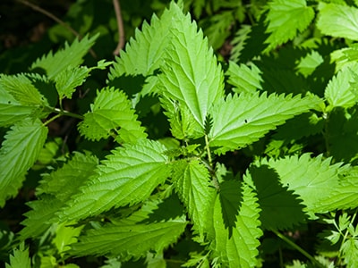 Do Your Kidneys Need a Reboot - Stinging Nettle