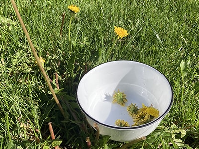 Healing Dandelion Salve for Sore Joints - foraging dandelions