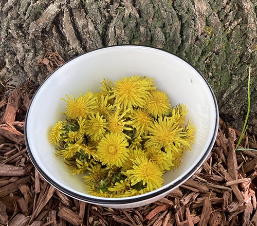 Healing Dandelion Salve for Sore Joints - freshly picked dandelions