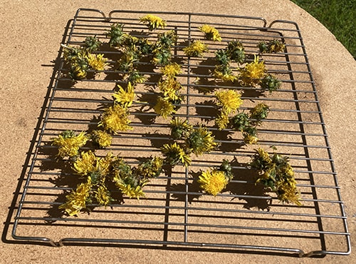 Healing Dandelion Salve for Sore Joints - wilt dandelions