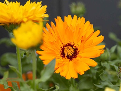 Calendula