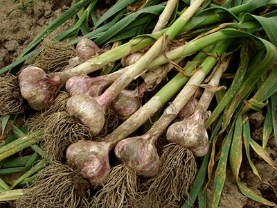 Nature's Betadine garlic