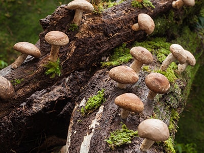 How To Grow Medicinal Mushrooms At Home -Shiitake