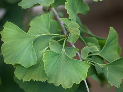 Take This Daily to Fight Hearing Loss -ginkgo biloba