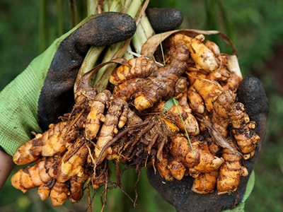 turmeric