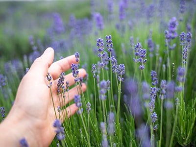 What Happens If You Bathe In Lavender Water- lavender