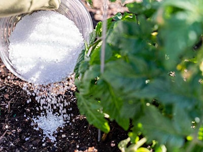 10 Essential Uses of Epsom Salt - Epsom for plants