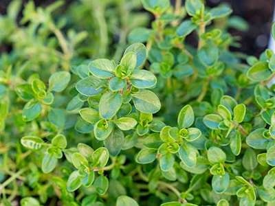 Nature's Betadine thyme