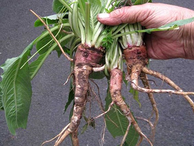 The Gut-Healing Root You Can Probably Find in Your Backyard