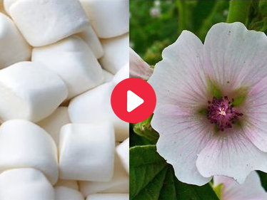 Why Did People Take These for Sore Throats?