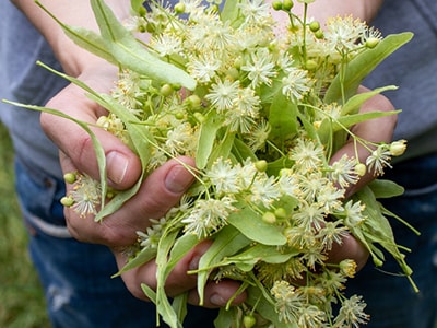 Take This Daily to Lower High Blood Pressure - linden