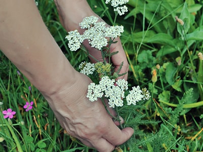Take This Daily to Lower High Blood Pressure - yarrow