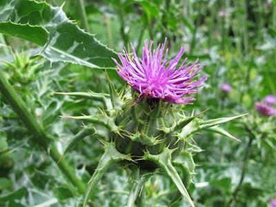 The Plant that Doesn’t Get the Respect it Deserves - milk thistle 1