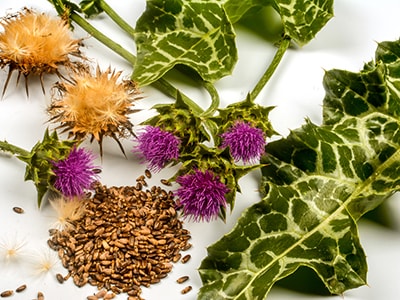 The Plant that Doesn’t Get the Respect it Deserves - milk thistle seeds, leaves, flower