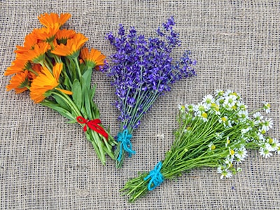 What To Do Immediately After A Tick Bite - fresh calendula lavender and chamomile