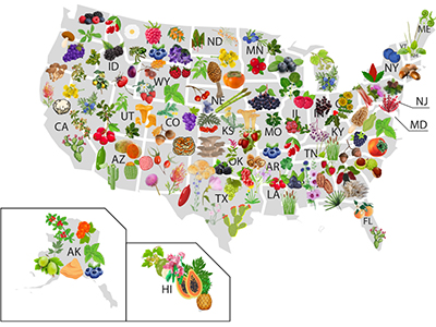 The Complete Map of Edible Plants: Find Out What You Have in Your Area!