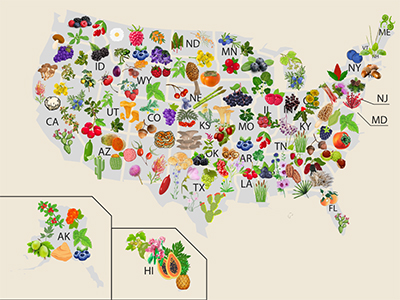 The Complete Map of Edible Plants: Find Out What You Have in Your Area!