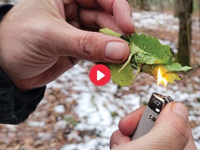 How to Extract Salt From Plants