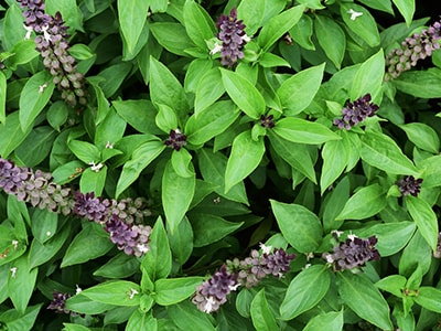 Herbs That Reduce Cortisol, The Stress Hormone - holy basil