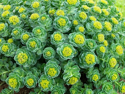 Herbs That Reduce Cortisol, The Stress Hormone - rhodiola
