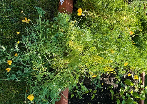 I Planted These Medicinal Seeds, and This is What Happened - California Poppy
