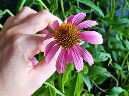 Echinacea