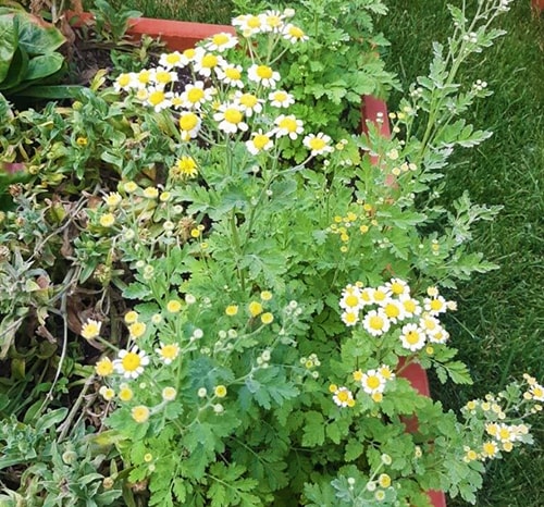 I Planted These Medicinal Seeds, and This is What Happened - Feverfew