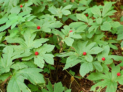 Nature's Best Lymphatic Cleanser - goldenseal