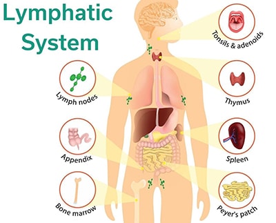 Nature's Best Lymphatic Cleanser - lymphatic system