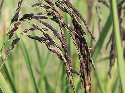 Why You Should Eat Forbidden Rice - black rice plant