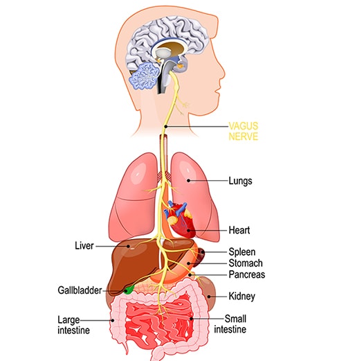 Why you Should Ice Your Chest for Better Digestion - vagus nerve