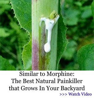 Similar to Morphine - The Best Natural Painkiller that Grows In Your Backyard