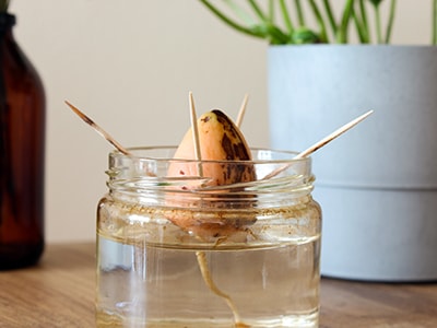 Don't Throw Away Avocado Skins or Pits, Do This Instead - avocado sprout