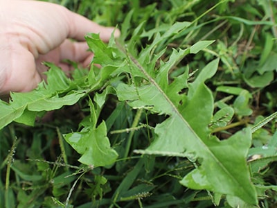 How to Make an Herbal Thyroid Poultice - dandelion