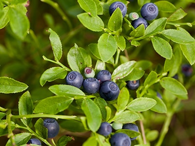 The Truth About Cataracts - bilberry