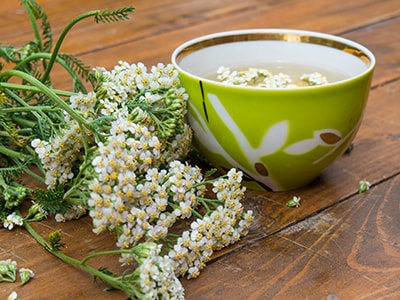 Yarrow Extract For Bloating And Gas Pains -yarrow tea
